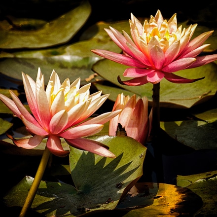 main photo of Water Lilies 2