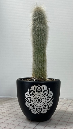 main photo of Live Cactus