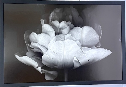 main photo of Ivory Flower I