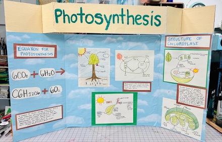 main photo of Photosynthesis Presentation Board