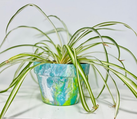 main photo of Live potted Plant
