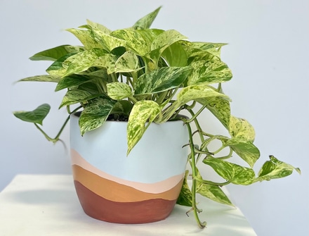 main photo of Live potted plant