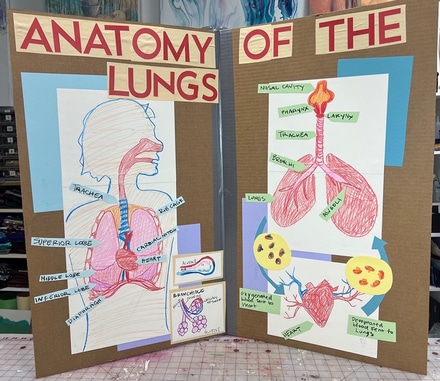 main photo of Anatomy of the Lungs Presentation Board