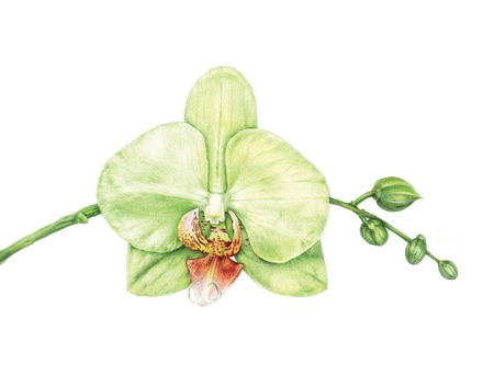 main photo of Green Orchid