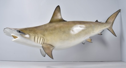 main photo of Life Size Fiberglass Hammerhead Shark Mount w/ Real Teeth