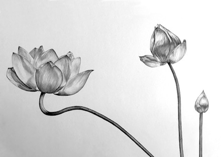 main photo of Lotus Blossoms