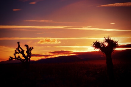 main photo of Mojave Desert Sunset