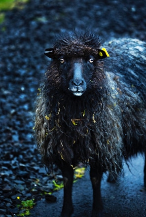 main photo of Black Sheep