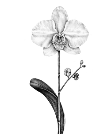 main photo of Orchid