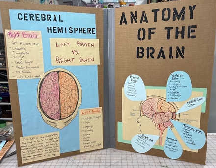 main photo of Brain Presentation Board