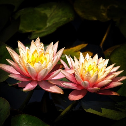 main photo of Water Lilies 3