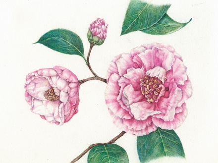 main photo of Camellia