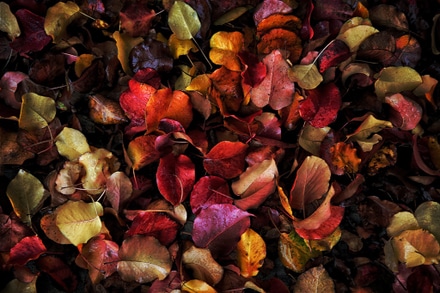 main photo of Fall Colors