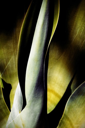 main photo of Agave 1