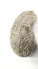Natural Coral