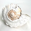 Natural Conch