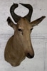 Hartebeest