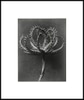 MISART-Botanical Gravure-Koelpinia