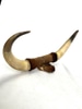 Black Tipped Bull Horn