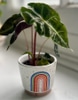 Mini Potted Live Plant