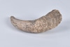 Single Horn