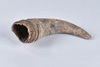 Single Horn