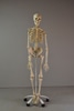 Human Skeleton Model on White Metal Stand with 5 Casters