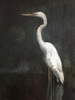 IRBKEV-Blue Heron Diptych 2/2 DF