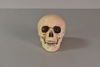 Plastic Human Skull w/ Movable Jaw