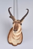 Pronghorn Taxidermy Shoulder Plaque Mount