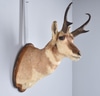 Pronghorn Taxidermy Shoulder Plaque Mount