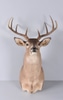 Deer Taxidermy w/ Four Point Antlers Shoulder Mount