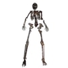 Professionally Aged Faux Full Body Skeleton : Randy