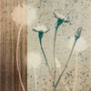 Dandilions