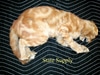 taxidermy cat