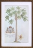 Cleared Botanical Illustration Plate 15
