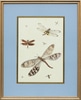 Three Dragonflies and Five smaller Inscets
