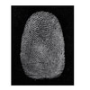 Fingerprint Powder, Sirchie DNA Free Latent Powder