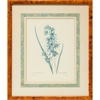 Blue Botanical - Corn Lily