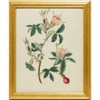 Botanical Study:  Roses