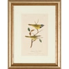 Birds of America - Warblers I