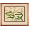 Botanical Print of Orchid