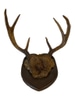 PROPDEC-Mounted Deer Antlers with Fur