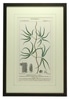 Botanical Art