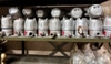 Pressure Actuated Switch