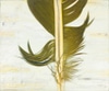 Macaw Feather