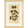 Botanical Plant Specimen Print II
