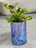 Live potted plant