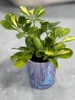 Live potted plant