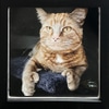 Animals #2